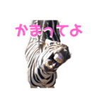 動物かまちょスタンプ（個別スタンプ：1）