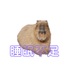 動物かまちょスタンプ（個別スタンプ：2）