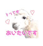 動物かまちょスタンプ（個別スタンプ：4）