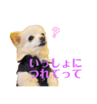 動物かまちょスタンプ（個別スタンプ：5）