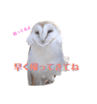 動物かまちょスタンプ（個別スタンプ：6）