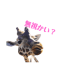 動物かまちょスタンプ（個別スタンプ：7）