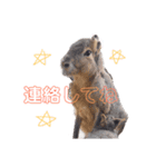 動物かまちょスタンプ（個別スタンプ：8）