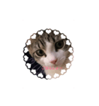 N.family.LEON（個別スタンプ：3）