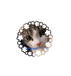 N.family.LEON（個別スタンプ：4）