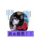 チワワのくうちゃん②（個別スタンプ：7）