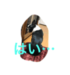 めめのダルダルスタンプ（個別スタンプ：7）
