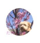 犬のマル。（個別スタンプ：2）