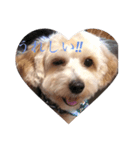 犬のマル。（個別スタンプ：3）