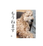 犬のマル。（個別スタンプ：4）
