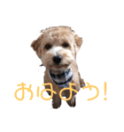 犬のマル。（個別スタンプ：5）