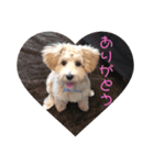 犬のマル。（個別スタンプ：7）