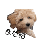 犬のマル。（個別スタンプ：8）