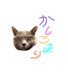 猫好きさんのスタンプ       ネコ猫ねこ（個別スタンプ：4）