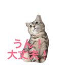 可愛くて楽しい4匹の猫 7（個別スタンプ：1）