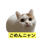 可愛くて楽しい4匹の猫 7（個別スタンプ：2）
