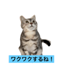 可愛くて楽しい4匹の猫 7（個別スタンプ：3）
