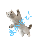 可愛くて楽しい4匹の猫 7（個別スタンプ：4）