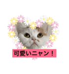 可愛くて楽しい4匹の猫 7（個別スタンプ：5）