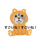 可愛くて楽しい4匹の猫 7（個別スタンプ：7）
