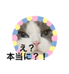 可愛くて楽しい4匹の猫 7（個別スタンプ：8）