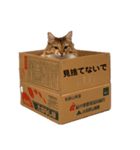 うちの猫姫さまず@ときどき犬（個別スタンプ：6）