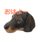 あんず1（個別スタンプ：2）
