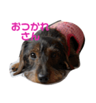 あんず1（個別スタンプ：3）