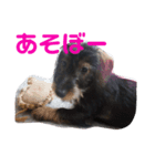 あんず1（個別スタンプ：5）
