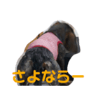 あんず1（個別スタンプ：6）