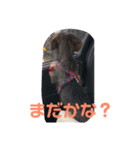 あんず1（個別スタンプ：8）