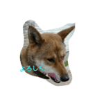 四国犬「コロ」（個別スタンプ：1）