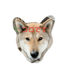 四国犬「コロ」（個別スタンプ：2）