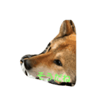 四国犬「コロ」（個別スタンプ：3）