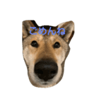 四国犬「コロ」（個別スタンプ：4）