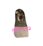 四国犬「コロ」（個別スタンプ：6）