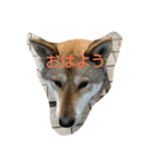 四国犬「コロ」（個別スタンプ：7）