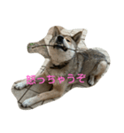 四国犬「コロ」（個別スタンプ：8）