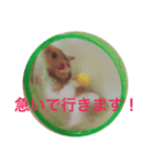 ゴールデンハムスターハニーの日常（個別スタンプ：2）