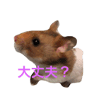 ゴールデンハムスターハニーの日常（個別スタンプ：3）