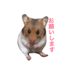 ゴールデンハムスターハニーの日常（個別スタンプ：5）