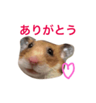 ゴールデンハムスターハニーの日常（個別スタンプ：7）