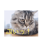 ペチュくんの日常（個別スタンプ：3）