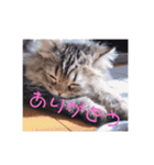 ペチュくんの日常（個別スタンプ：6）