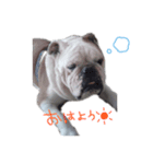 愛犬ブルのガイ（個別スタンプ：1）