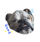 愛犬ブルのガイ（個別スタンプ：2）