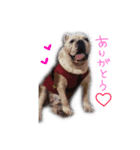 愛犬ブルのガイ（個別スタンプ：3）