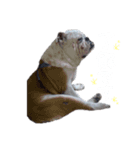 愛犬ブルのガイ（個別スタンプ：4）