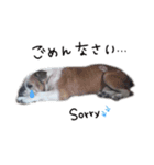 愛犬ブルのガイ（個別スタンプ：6）