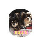 daiコレ1（個別スタンプ：1）